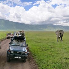 Elephants Ngorongoro