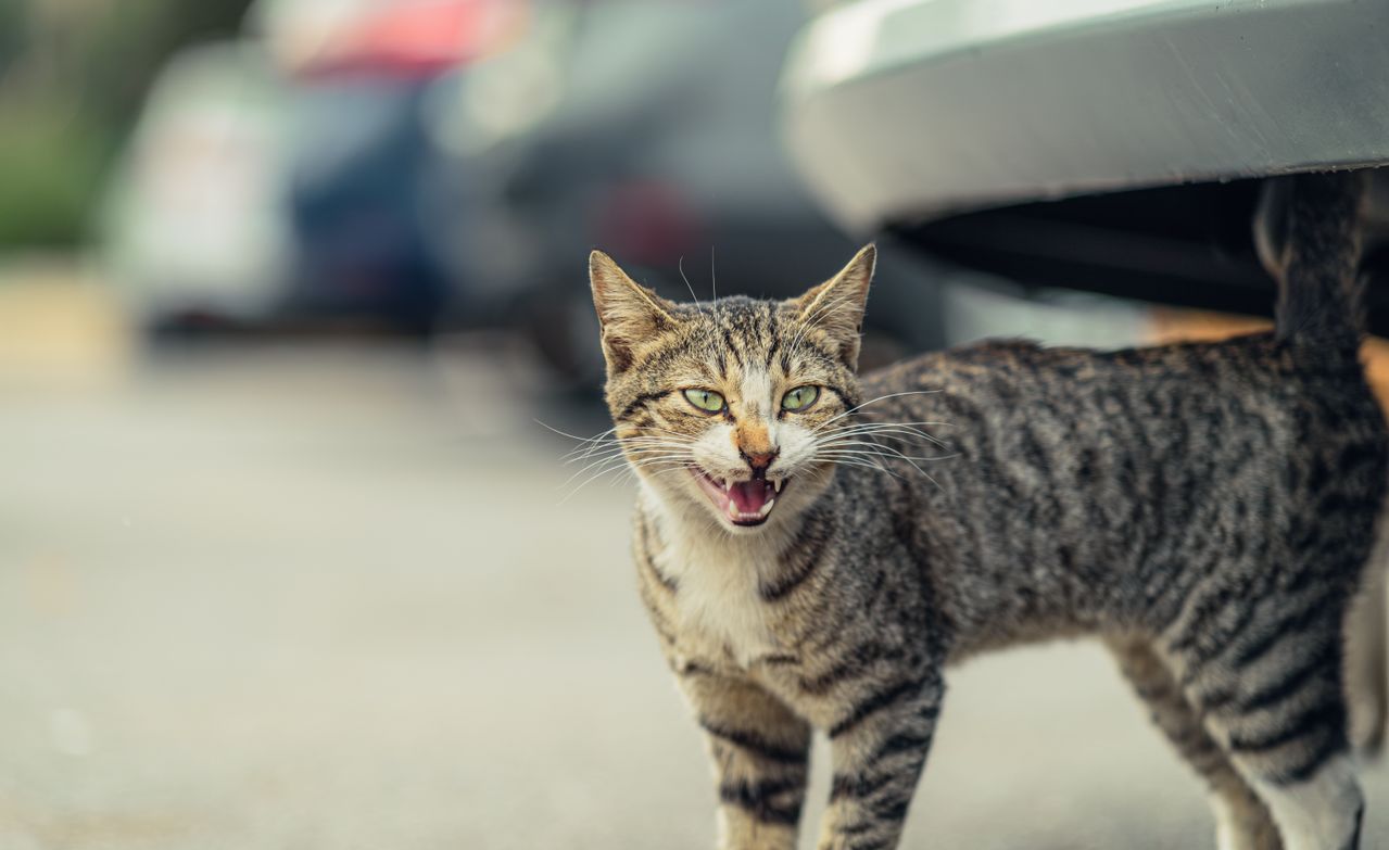 Adoption d'un chat errant conseils pour l'accueillir